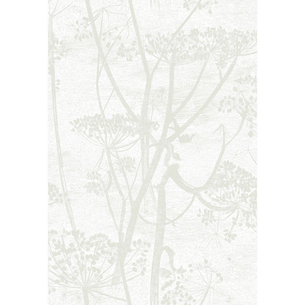 959052cs0-cow-parsley-white-cole-son