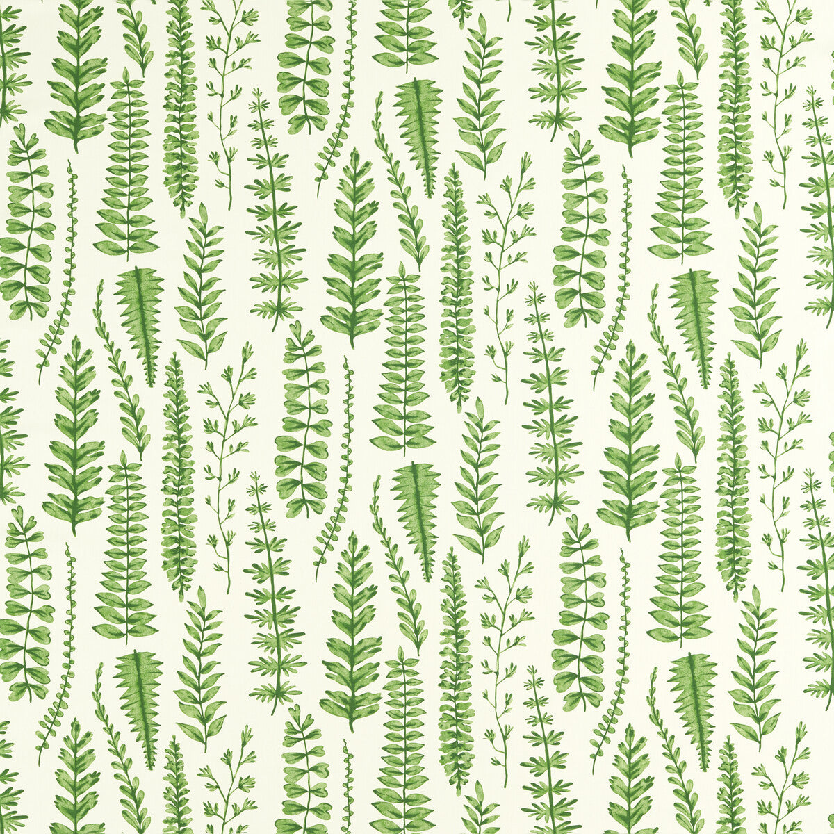 nart121031scn0-ferns-juniper-scion