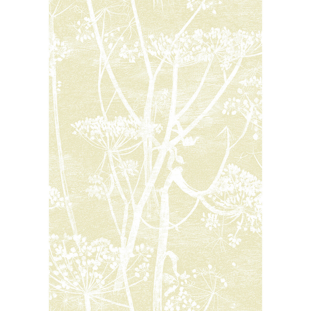 959053cs0-cow-parsley-strawwhite-cole-son