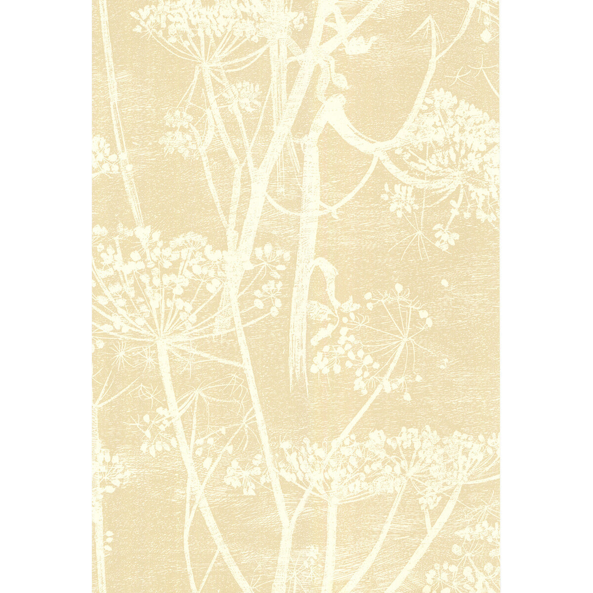 667049cs0-cow-parsley-whitebge-cole-son