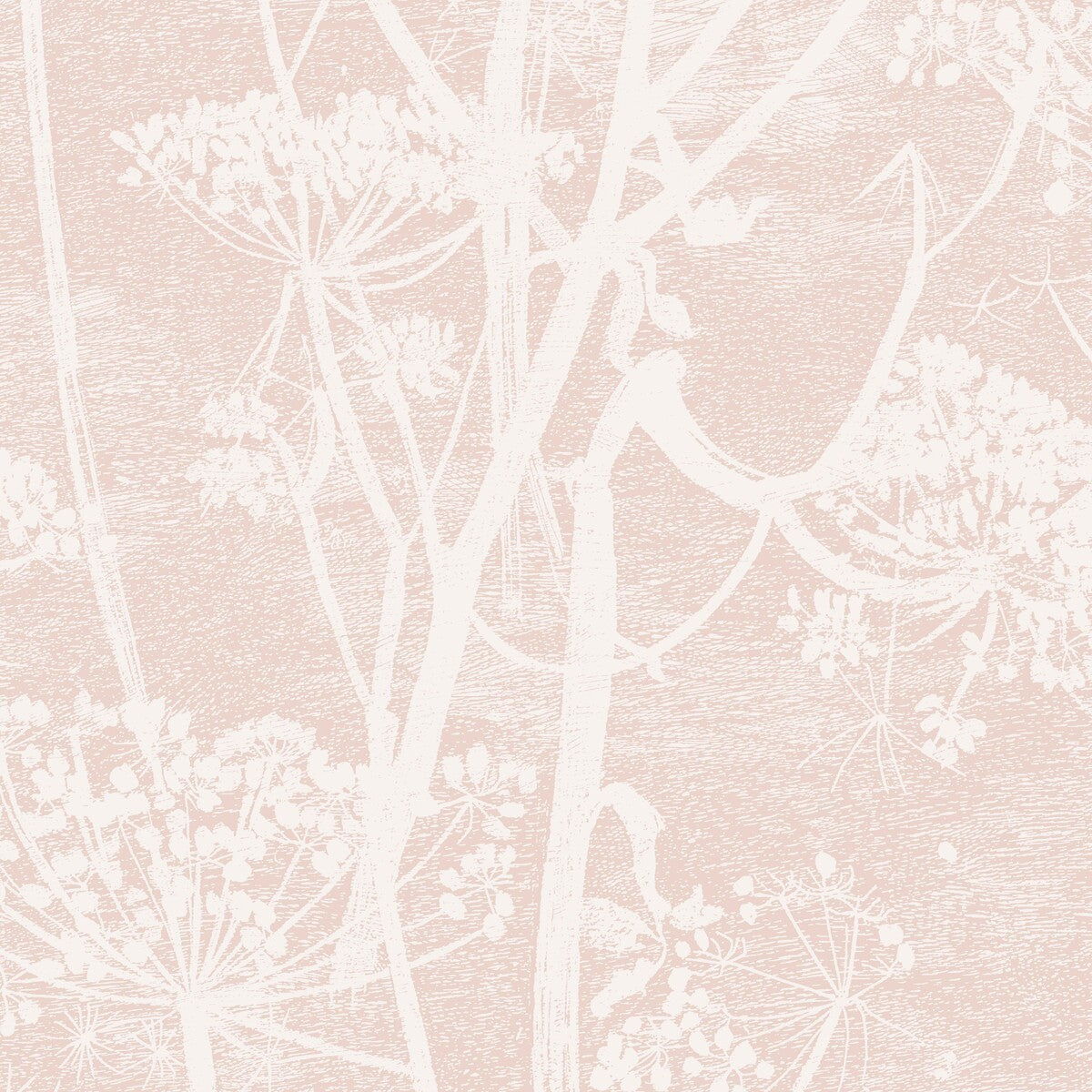 1128028cs0-cow-parsley-plaster-pink-cole-son